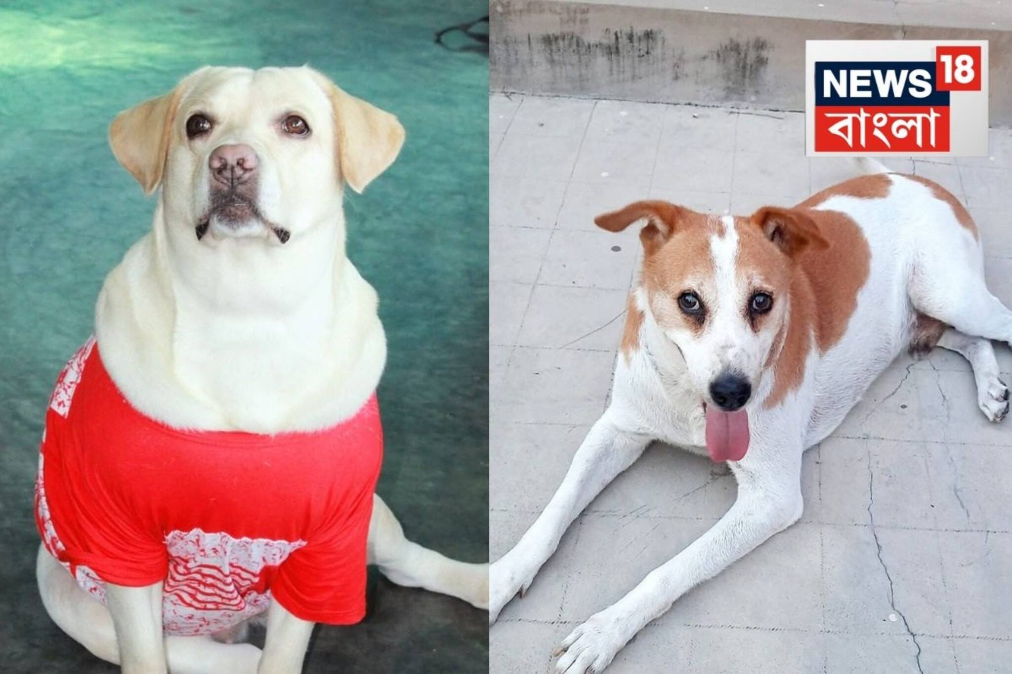 Sontu-র পর এবার চিকু, পৃথিবীর মায়া ত্যাগ করে চলে গেল আরেক সেলিব্রিটি কুকুর!কী হয়েছিল চিকুর