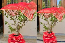 বুদ্ধ পূর্ণিমায় 'জ্যাকপট'...! তুলসীতে বেঁধে দিন এই পবিত্র লাল চেলি, উপচে পড়বে ধন-সম্পদ