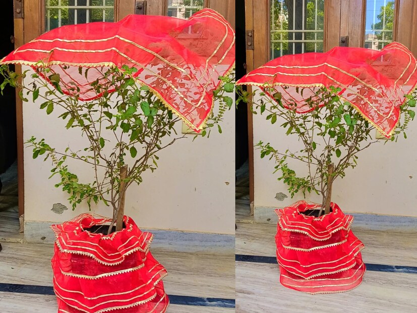 তুলসীকে দেবী লক্ষ্মীর প্রতীক মনে করা হয়। বিশ্বাস করা হয় যে, যে বাড়িতে তুলসী গাছ থাকে, সেই বাড়িতে স্বয়ং দেবী লক্ষ্মী বাস করেন। এটি সারা বছর ধরে ঘরে সমৃদ্ধি নিশ্চিত করে। নেতিবাচক প্রভাব চলে যায়। 

