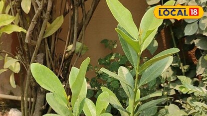 এই গাছের একটি পাতা রান্নায় পড়লে স্বাদ তো বাড়েই এই গাছের একটি পাতা রান্নায় পড়লে স্বাদ তো বাড়েই