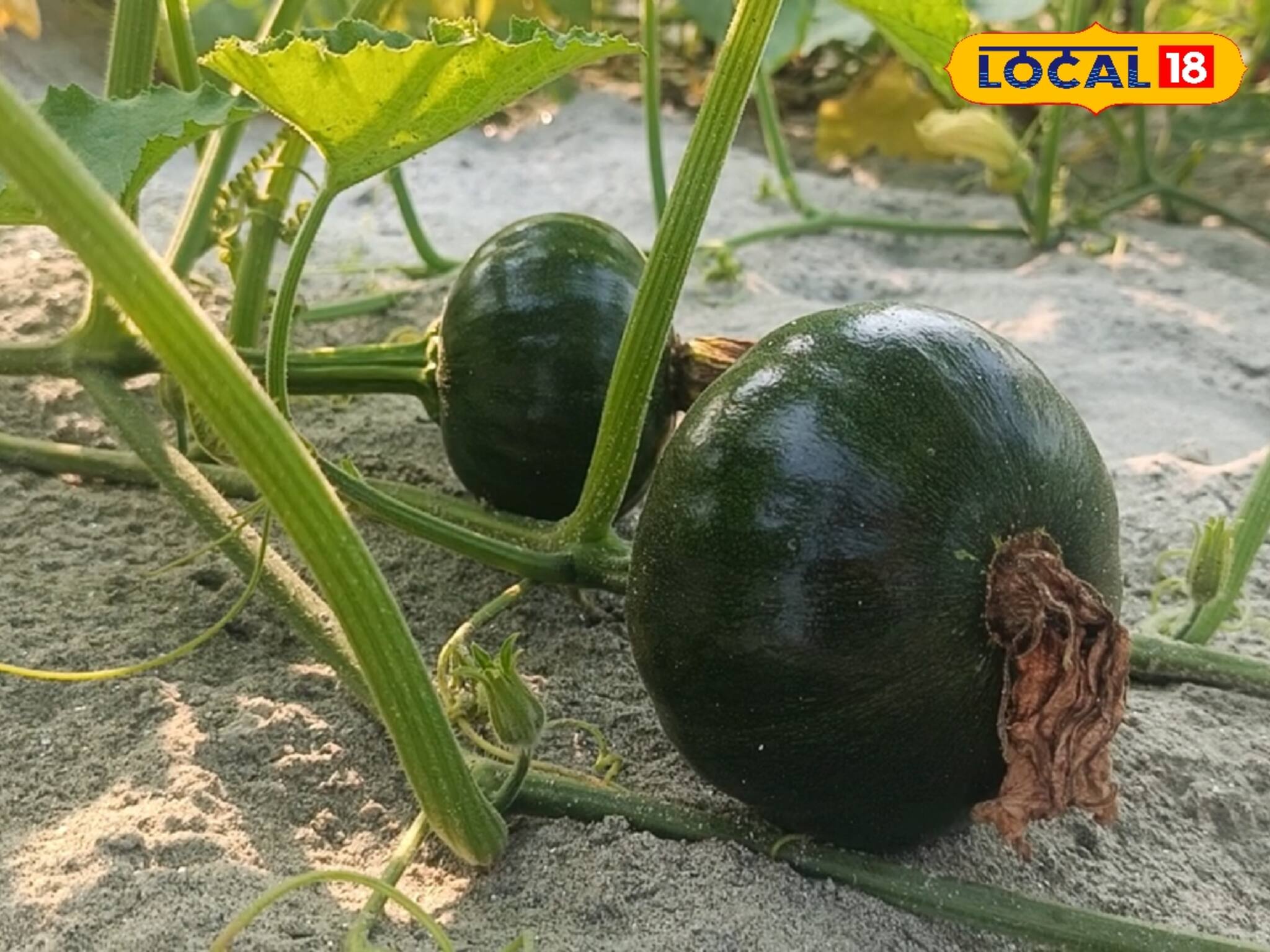 নদীর চরে শুধুই তরমুজ নয়! এই চাষ করেই প্রচুর লাভ পাবেন কৃষকেরা