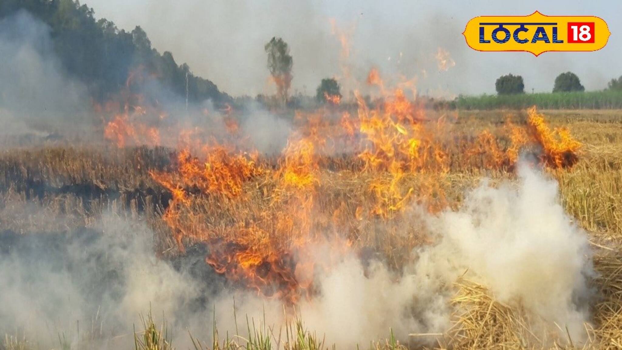 নিজেদের ভুলের খেসারত! এক নিমেষে পুড়ে ছাই ২৫ বিঘা জমির গম, মাথায় হাত চাষিদের