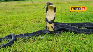 কিং কোবরা উদ্ধার 