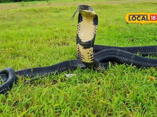 কিং কোবরা উদ্ধার 