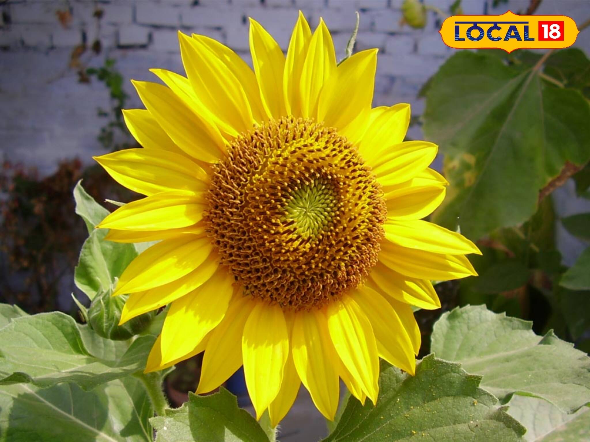 বাঁকুড়ার লাল মাটিতে সূর্যমুখী ফুল, চাষের ক্ষেত্রে হতে পারে বিরাট বিপ্লব