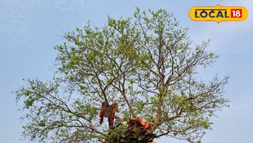 জঙ্গলমহলে