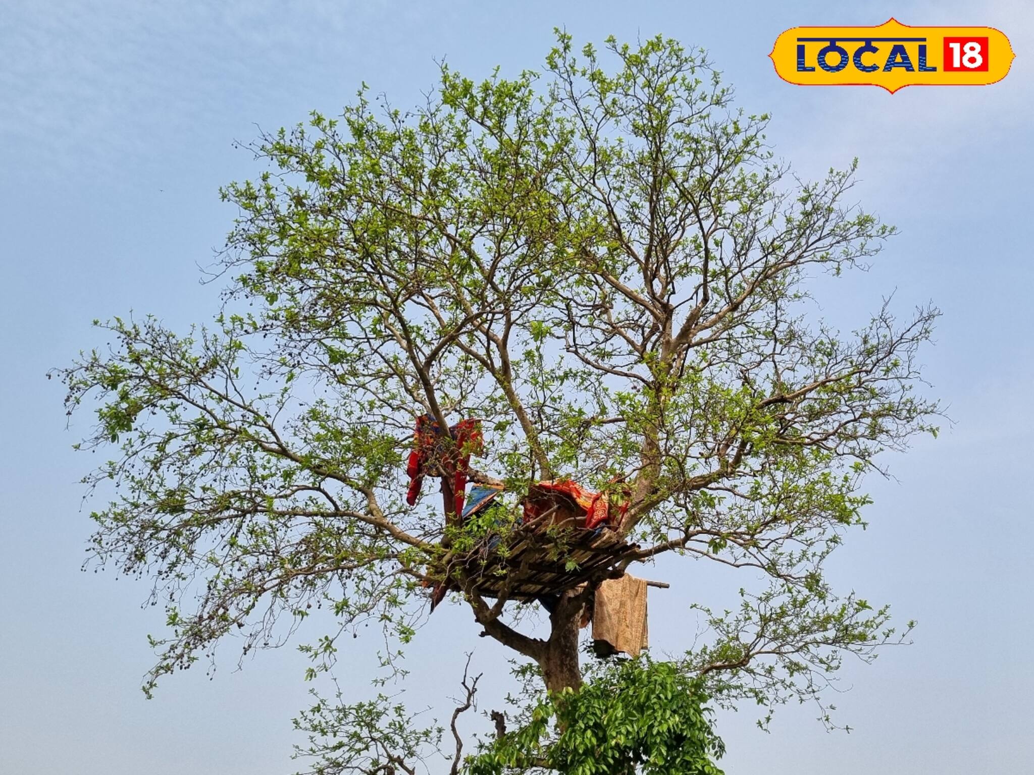 Jhargram News: মাটি ছেড়ে গাছে ঘর বাঁধছেন বাসিন্দারা! আচমকা কি এমন হল ঝাড়গ্রামে