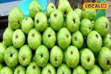বাংলার জয়জয়কার! জয়নগরের মোয়া ও সুন্দরবনের মধুর পর  'জিআই' তকমা পেল বারুইপুরের পেয়ারা