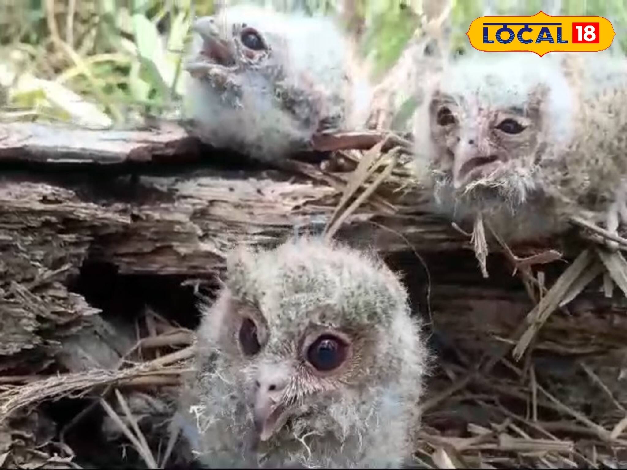পরিবেশকর্মীর অভিনব টেকনিক! মা ফিরে পেল বাসা হারানো ৩ লক্ষ্মী পেঁচার ছানা