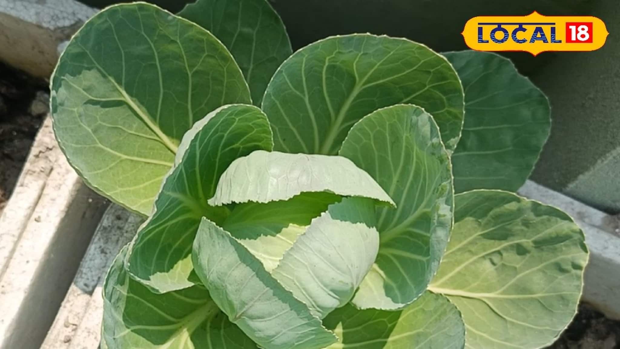 Viral Man: বাড়ির ছাদ বাগানেই অবাক কর্মকাণ্ড! যা করলেন এই ব্যক্তি..., নিমেষে ভাইরাল