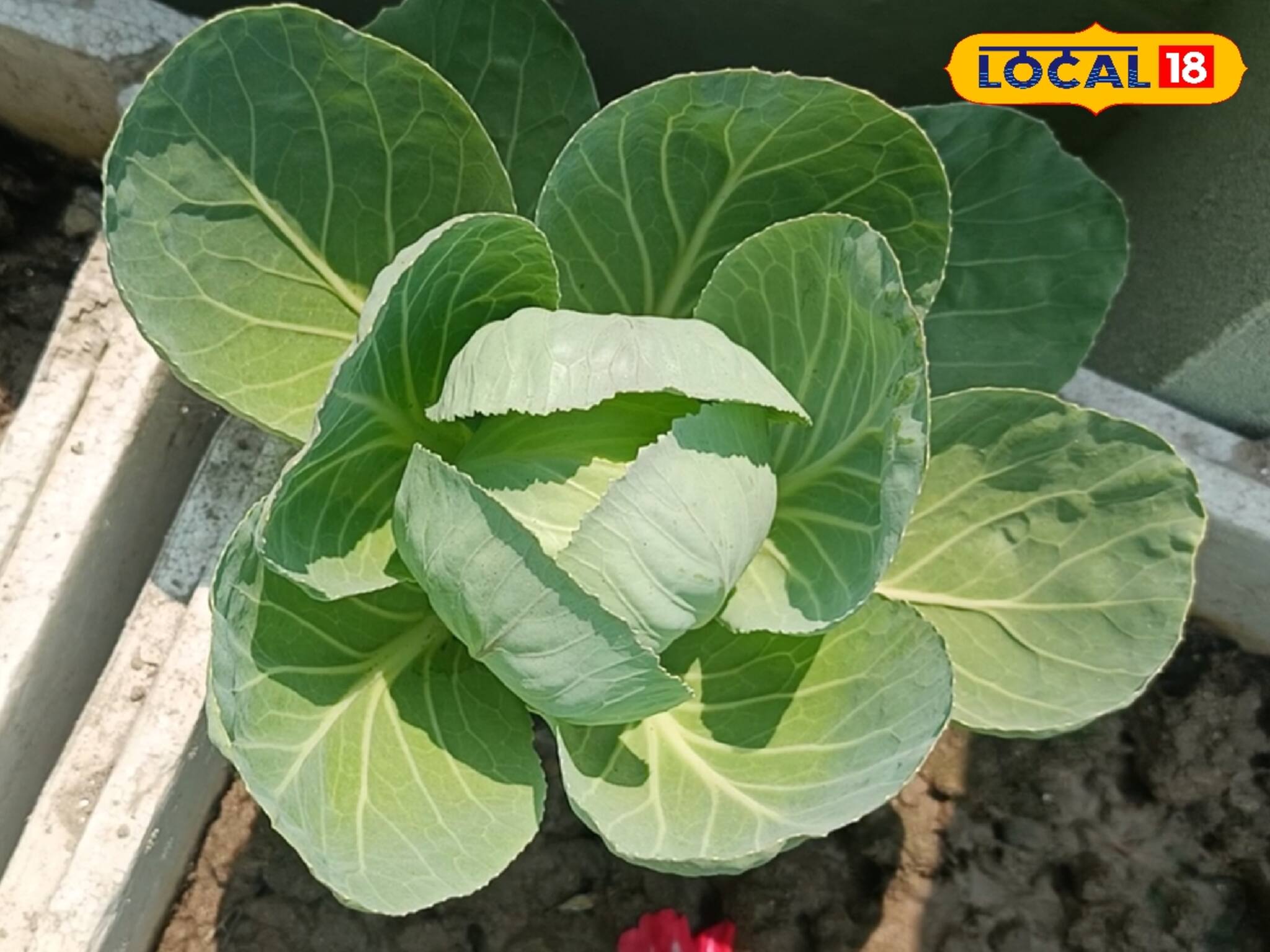 বাড়ির ছাদ বাগানেই করছেন তিনি অবাক কর্মকান্ড! ভাইরাল এই ব্যক্তি