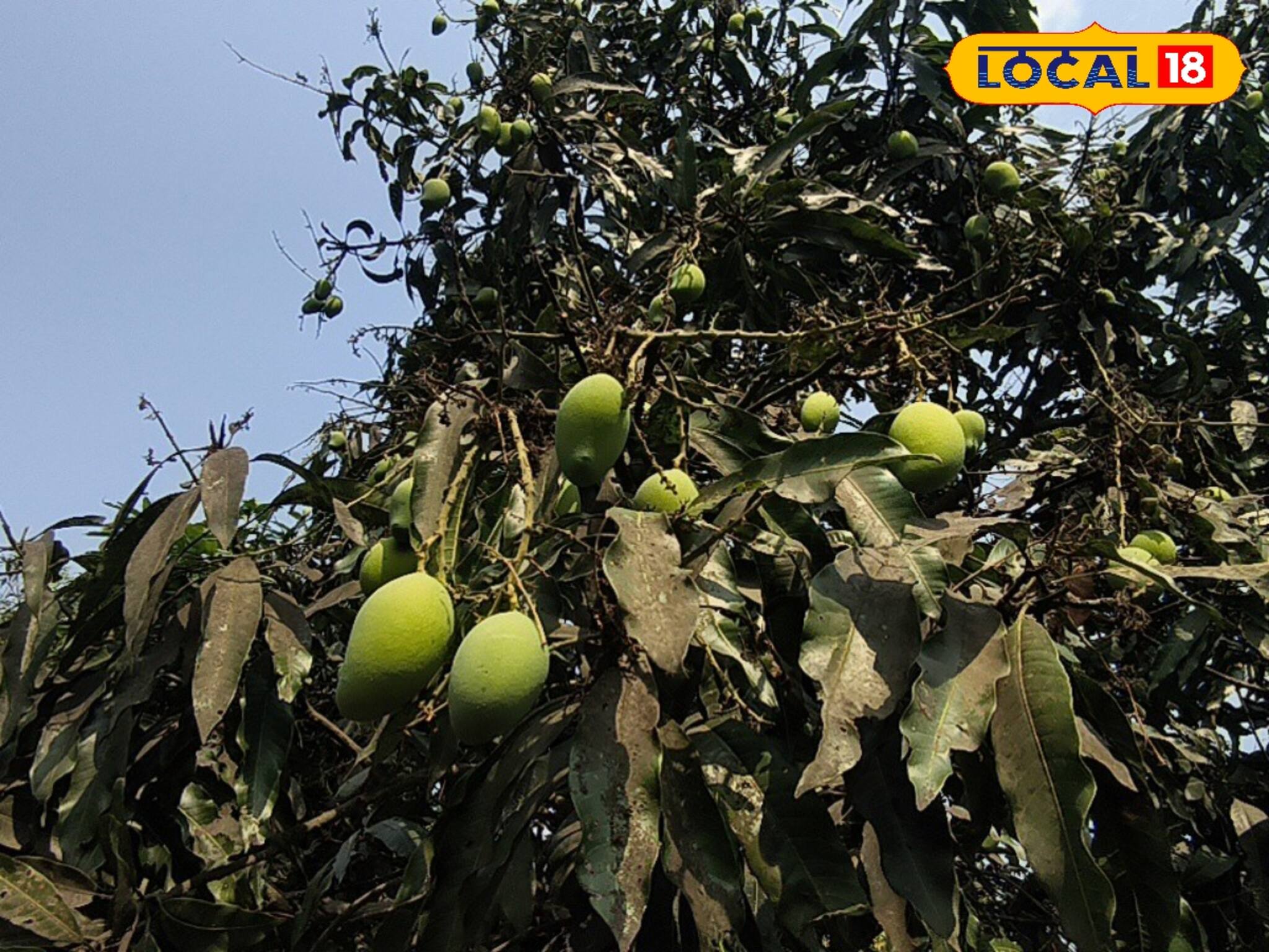 এ বছর আম ছাড়াই কাটবে বাঙালির গরমকাল? যা মিলবে, দাম আকাশছোঁয়া? আমরসিকদের কপালে ভাঁজ