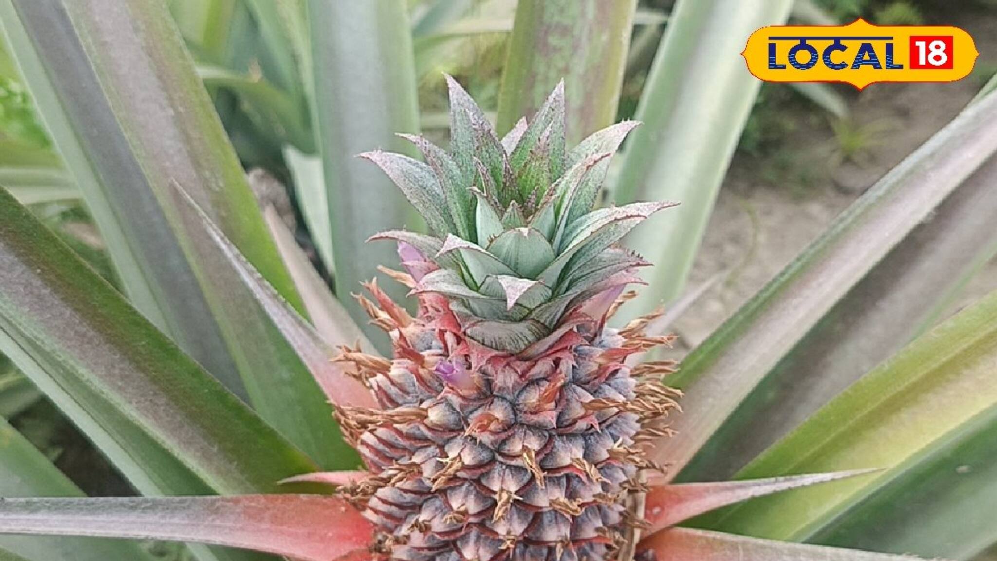 দুরন্ত চাষের মাধ্যমে বাড়তি আয়ের রাস্তা খুলছে! এক ধাক্কায় রোজগারের গতিবেগ বৃদ্ধি