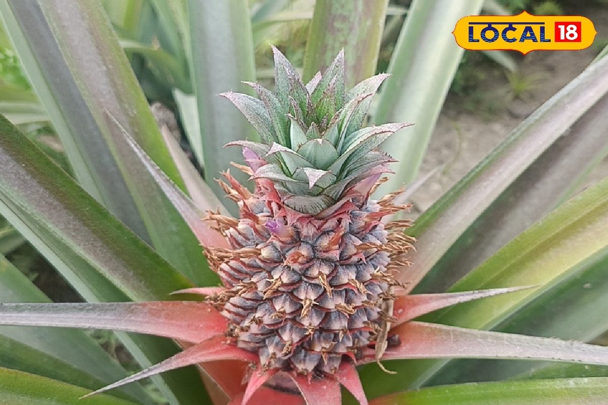 দুরন্ত চাষের মাধ্যমে বাড়তি আয়ের রাস্তা খুলছে! এক ধাক্কায় রোজগারের গতিবেগ বৃদ্ধি