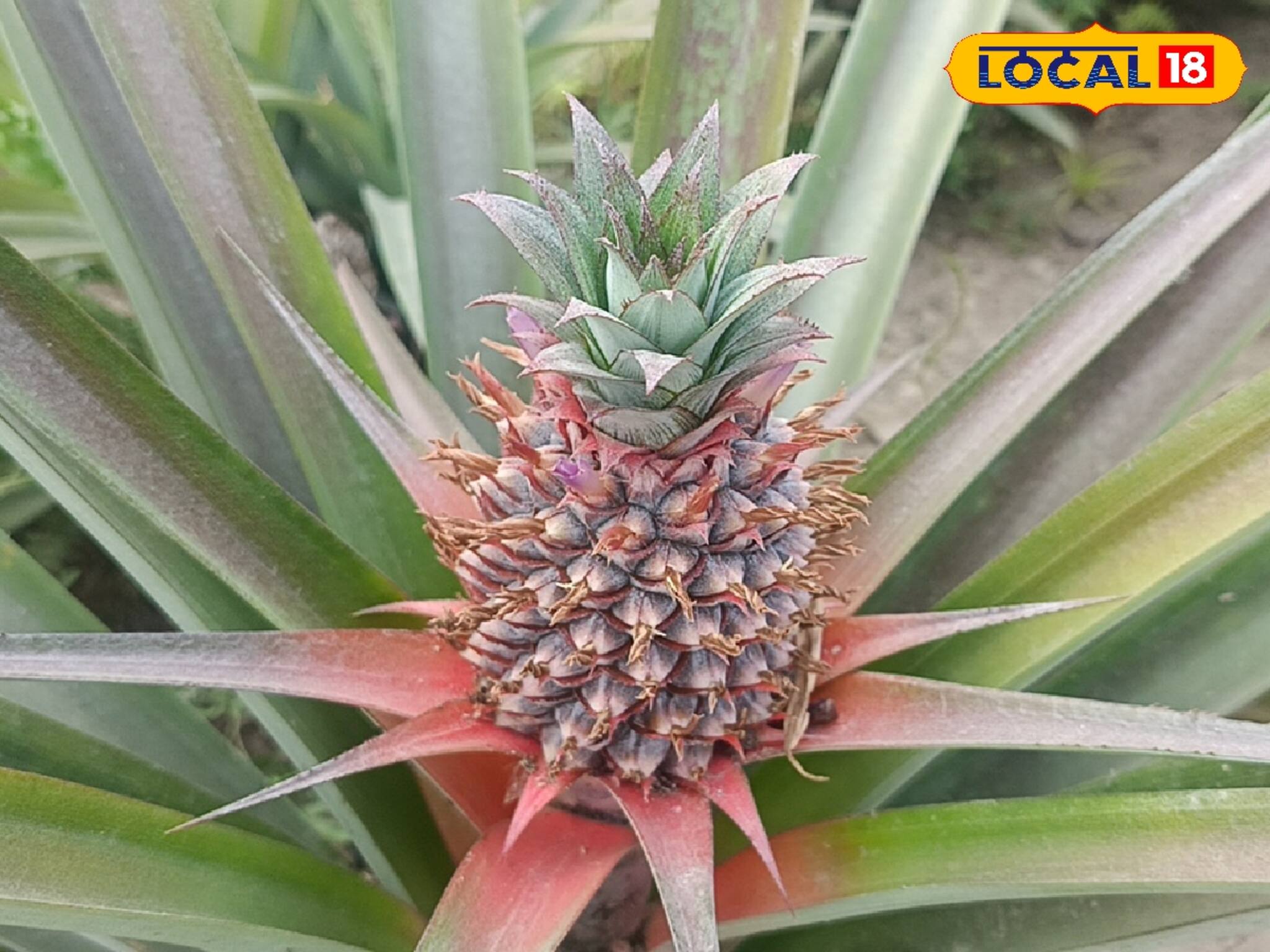 দুরন্ত চাষের মাধ্যমে বাড়তি আয়ের রাস্তা খুলছে! এক ধাক্কায় রোজগারের গতিবেগ বৃদ্ধি