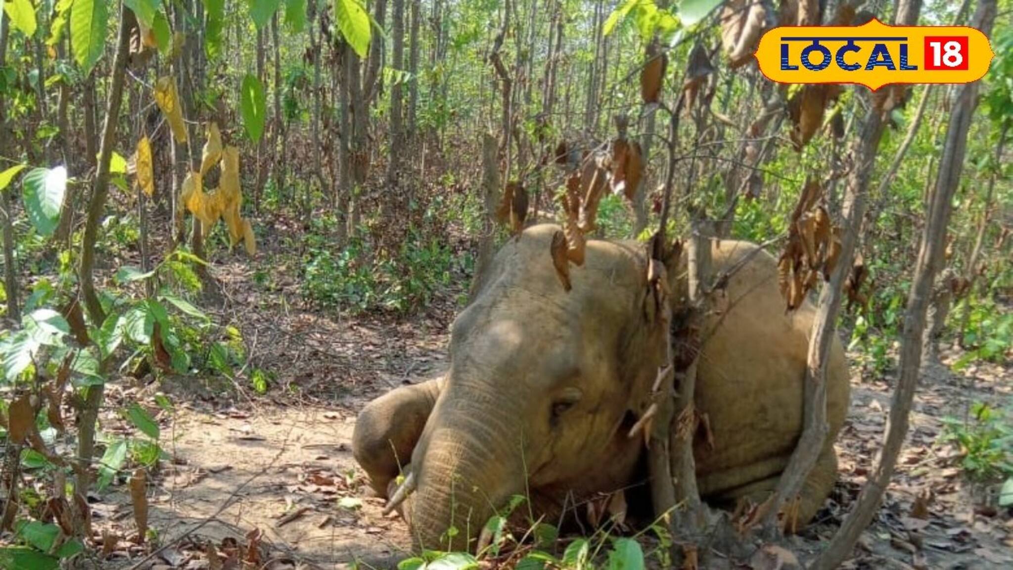 Jhargram News: ডিহাইড্রেশন নাকি অন্যকিছু! ঝাড়গ্রামে আচমকা হাতির মৃত্যু ঘিরে ছড়াচ্ছে ভয়ের পরিবেশ
