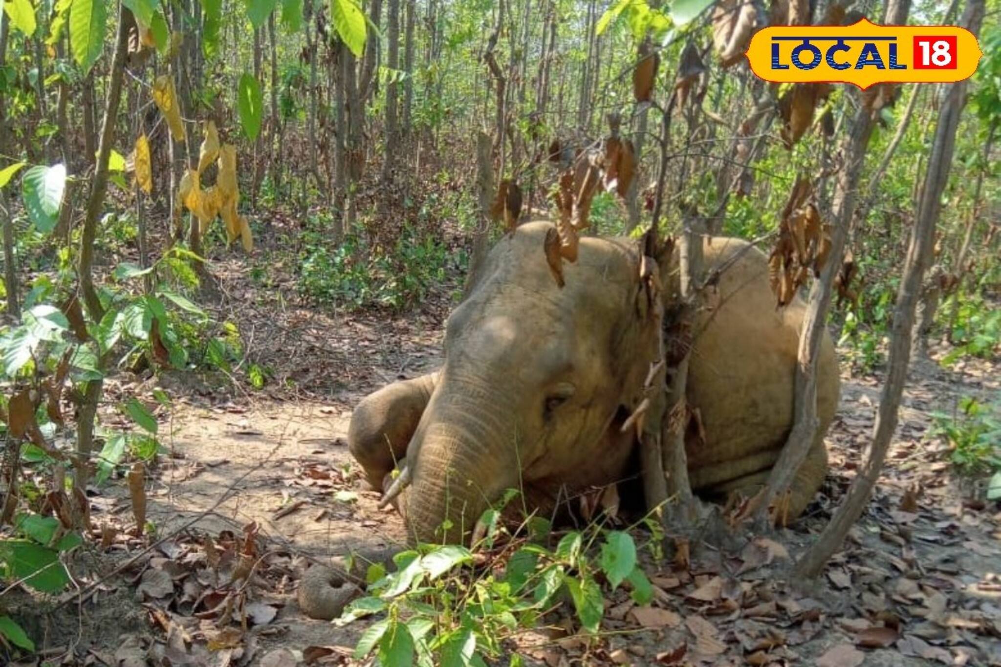 ডিহাইড্রেশন নাকি অন্যকিছু! ঝাড়গ্রামে আচমকা হাতির মৃত্যু ঘিরে ছড়াচ্ছে ভয়ের পরিবেশ