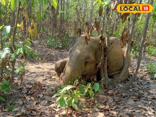 মৃত হাতি