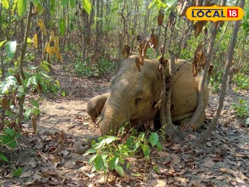 মৃত হাতি