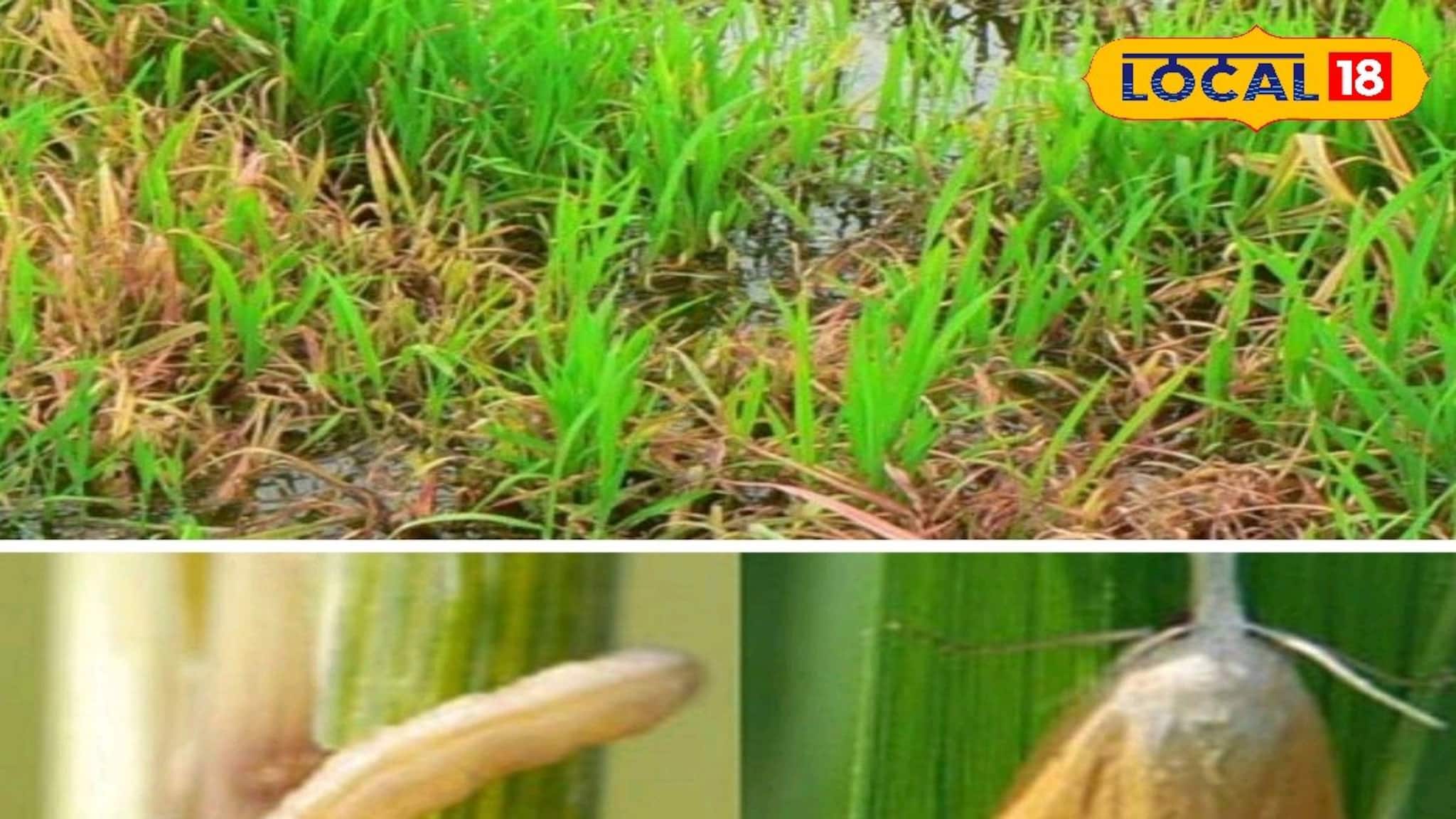 অতিরিক্ত ইউরিয়া নয়, ফসল বাঁচাতে মাজরা পোকার বিনাশে মানতে এইসব পদ্ধতি