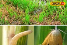 অতিরিক্ত ইউরিয়া নয়, ফসল বাঁচাতে মাজরা পোকার বিনাশে মানতে এইসব পদ্ধতি
