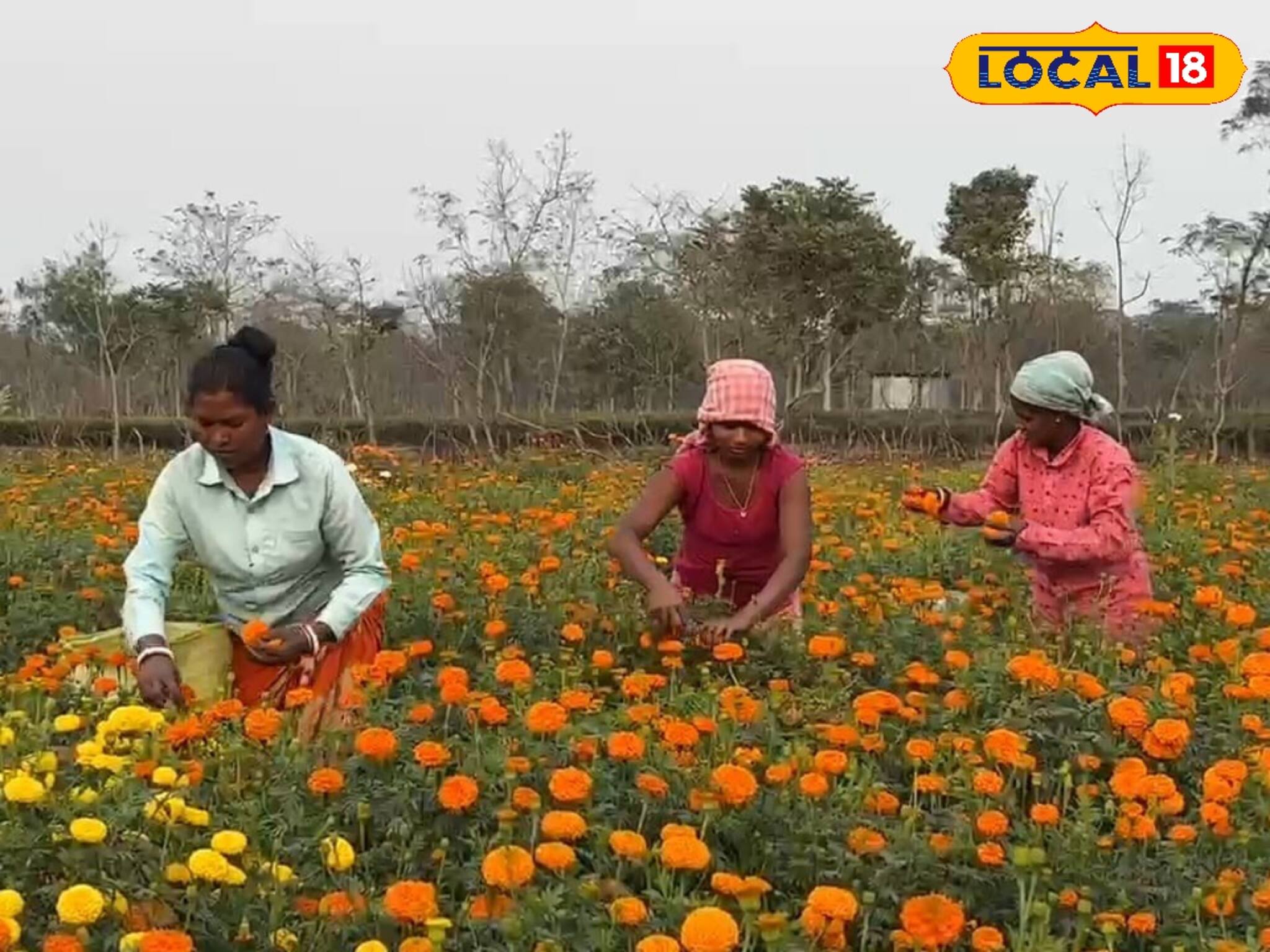 সবজি চাষ ছেড়ে ফুল চাষে ব্যস্ত গোটা গ্রাম! হঠাৎ কী এমন হল?