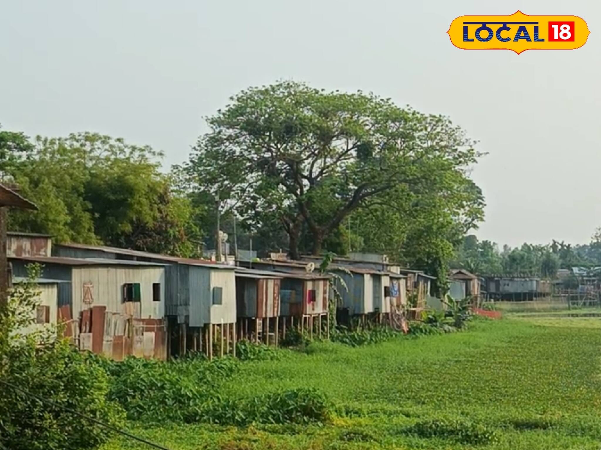 ঘরে-বাইরে, গাছের ডালে ডালে পেঁচিয়ে সাপ! আচমকা কেন এত সাপের উপদ্রব বেড়ে গেল কোচবিহারে