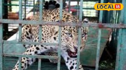 খাঁচা বন্দি লেপার্ড মৃত