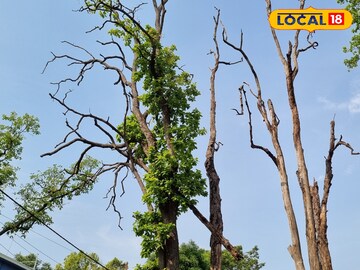 বিপদজ্জনক শুকনো শাল গাছ