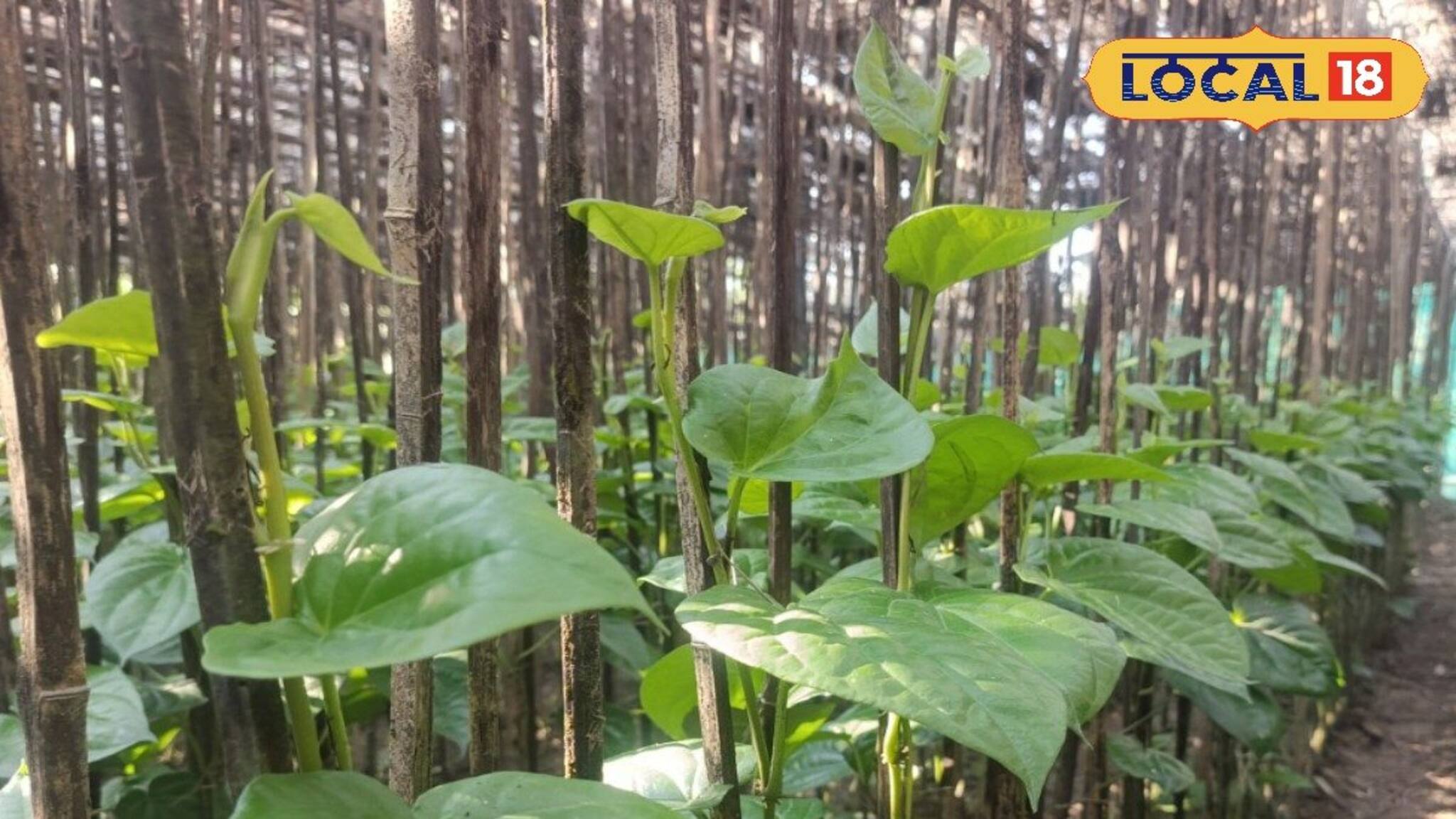 Betel leaf Farming: গরমে ক্ষতি চরমে পান চাষে! অস্বস্তির মুখে জেলার বহু পান চাষি, কী করবেন? বাড়ছে উদ্বেগ!