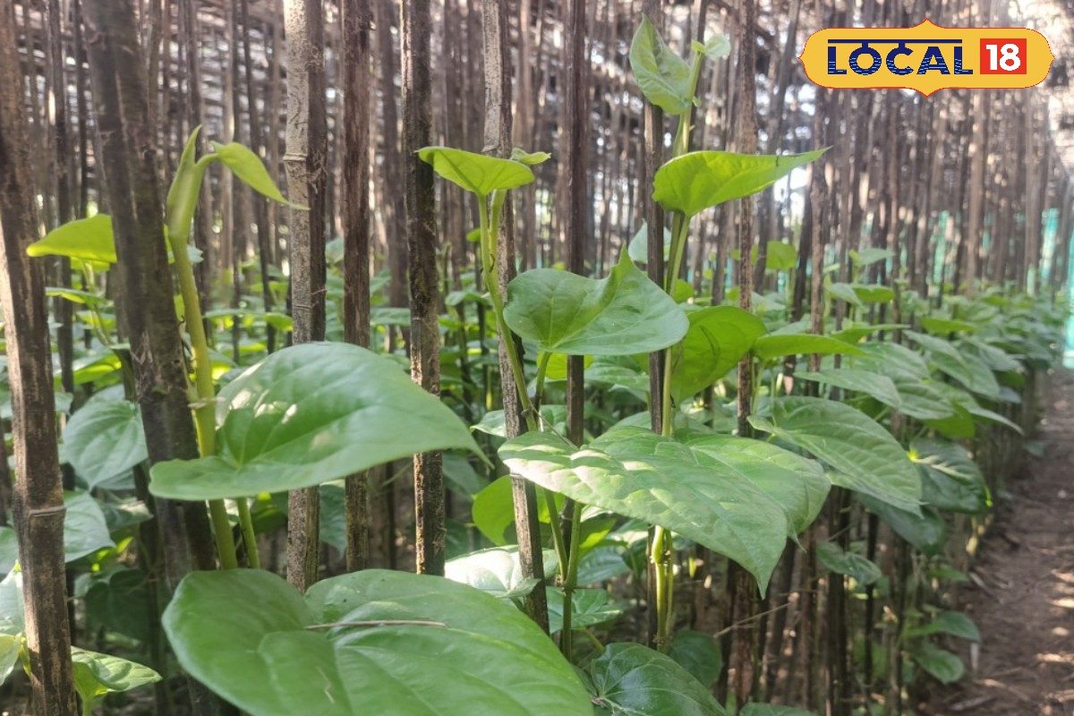 Betel leaf Farming: গরমে ক্ষতি চরমে পান চাষে! অস্বস্তির মুখে জেলার বহু পান চাষি, কী করবেন? বাড়ছে উদ্বেগ! Many betel farmers in the district are facing trouble due to the loss of betel cultivation due to the summer heat