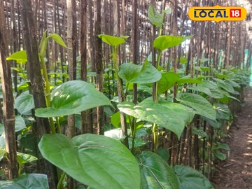 চাষ