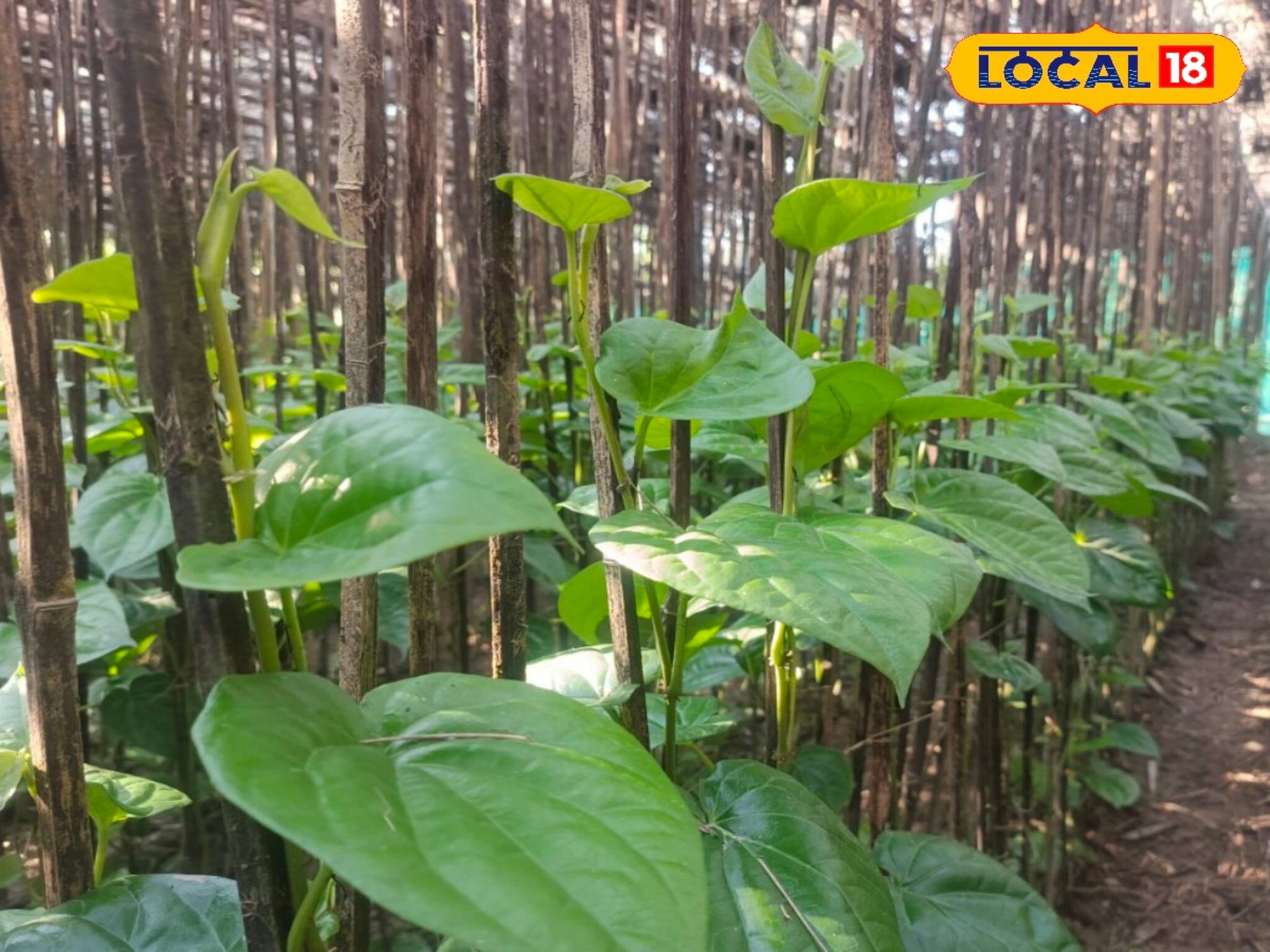 গরমে ক্ষতি চরমে পান চাষে! অস্বস্তির মুখে জেলার বহু পান চাষি, কী করবেন? বাড়ছে উদ্বেগ!