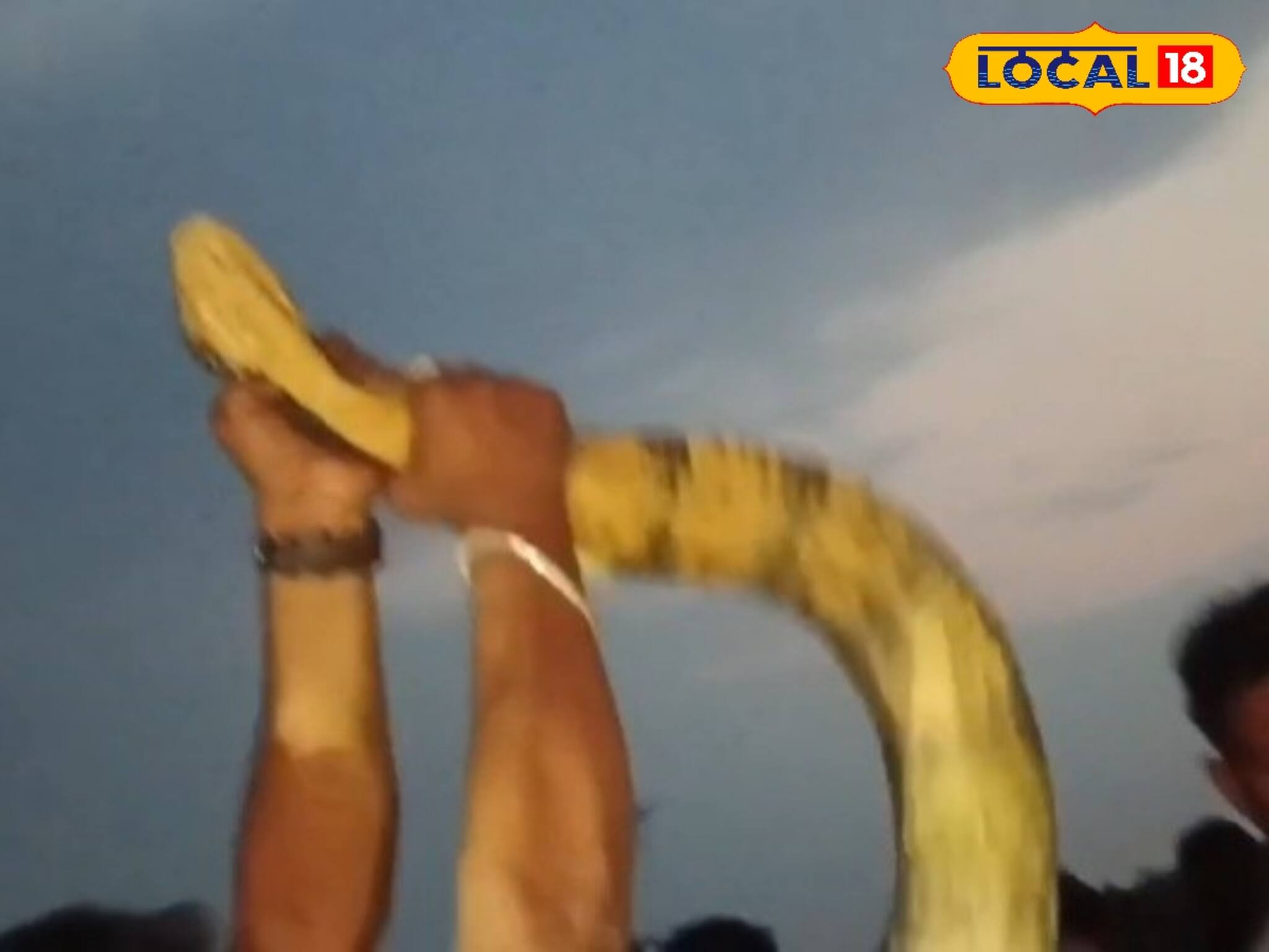 একজনের কম্মো নয়, ১৮ ফিটের কিং কোবরা নাচিয়ে ছাড়ল, বস্তাবন্দি করতে হাজির ৪ জন