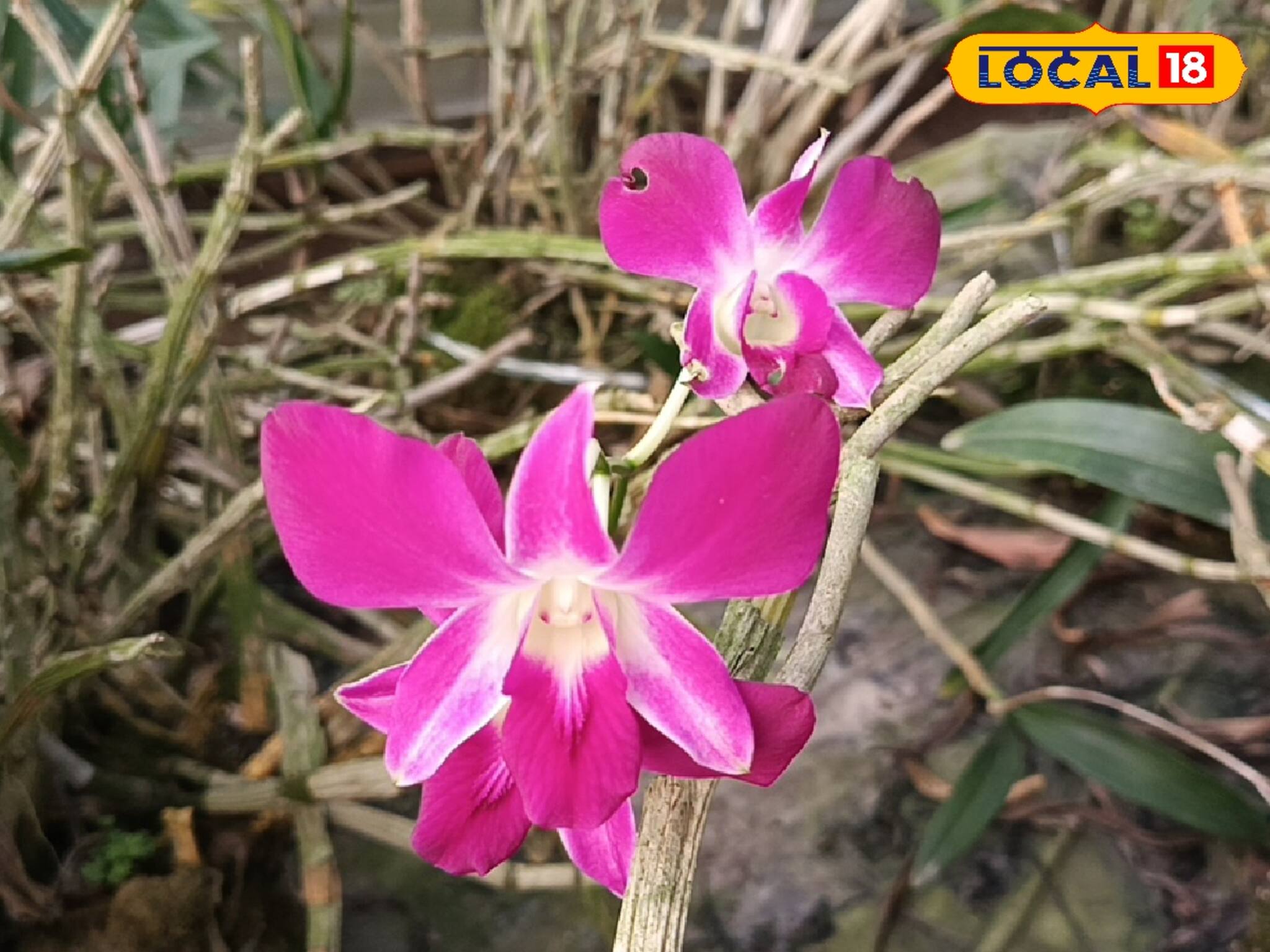 বাহারি এই ফুল চাষে বিপুল লাভ করতে পারবেন কৃষকরা !