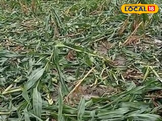 ক্ষতিগ্রস্ত ভুট্টা ক্ষেত 