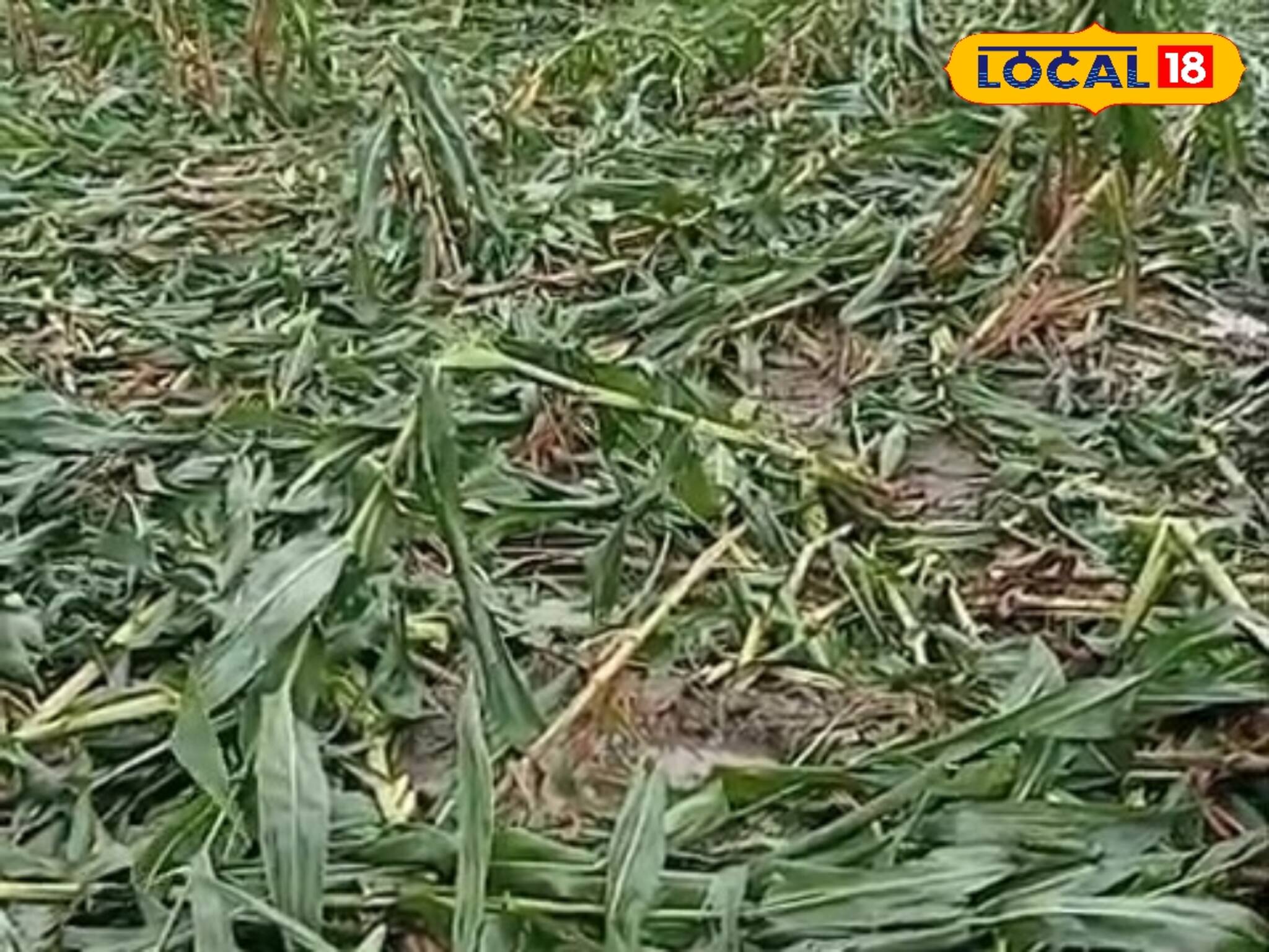 ৭ বিঘা জমির ভুট্টা, ১ বিঘা জমির টমেটো!রাতারাতি সাবাড় করে দিল 'ওরা'! মাথা চুলকাচ্ছেন চাষিরা