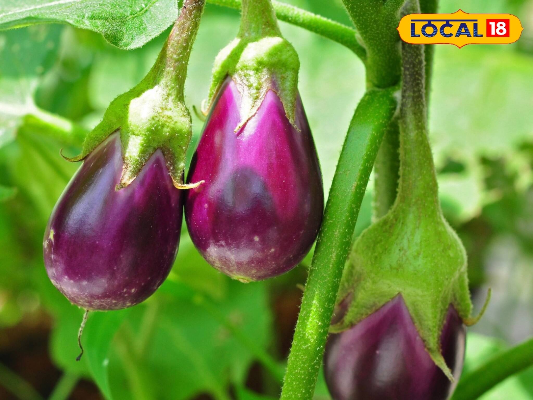 বেগুনের মধ্যে রয়েছে এই বিশেষ 'গুণ', তাক লাগাল বাঁকুড়ার ইঞ্জিনিয়ারিং কলেজ