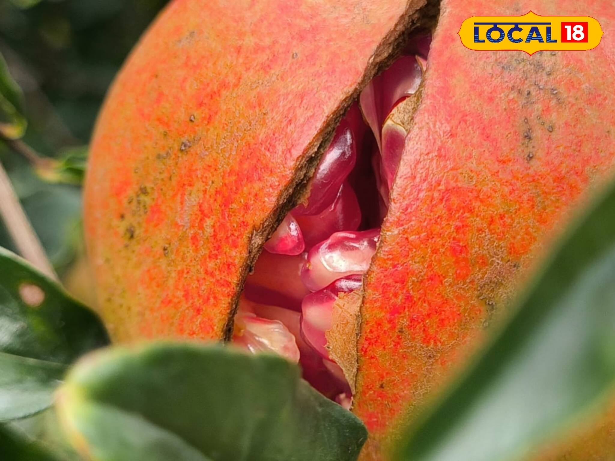 হেব্বি মিষ্টি, তবে লাল নয়! গোলাপি বেদানা চাষে তাক লাগাচ্ছে দক্ষিণবঙ্গের এই জেলা