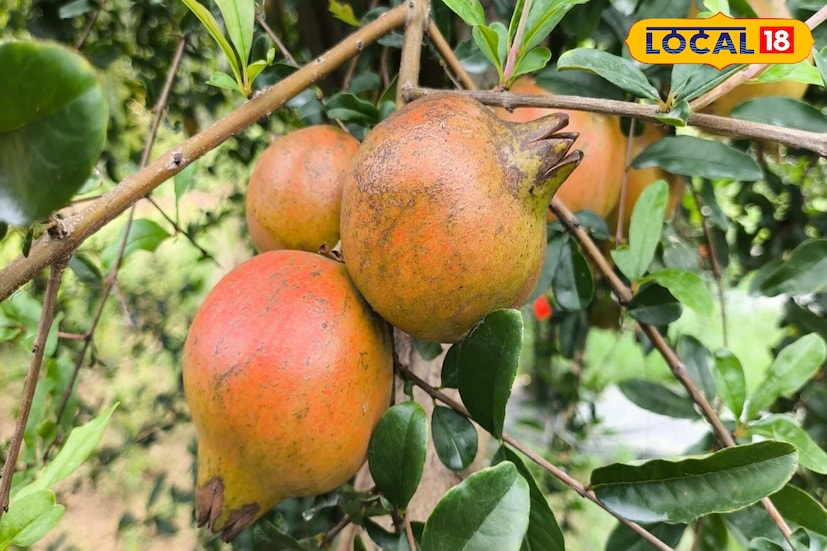 এক একটি ফল ৫০০-৬০০ গ্রাম আবার কখনও ৮০০ গ্রাম পর্যন্ত হয়ে থাকে। গরমের শুরুর দিকটা একদম পারফেক্ট এই ফল চাষের জন্য।