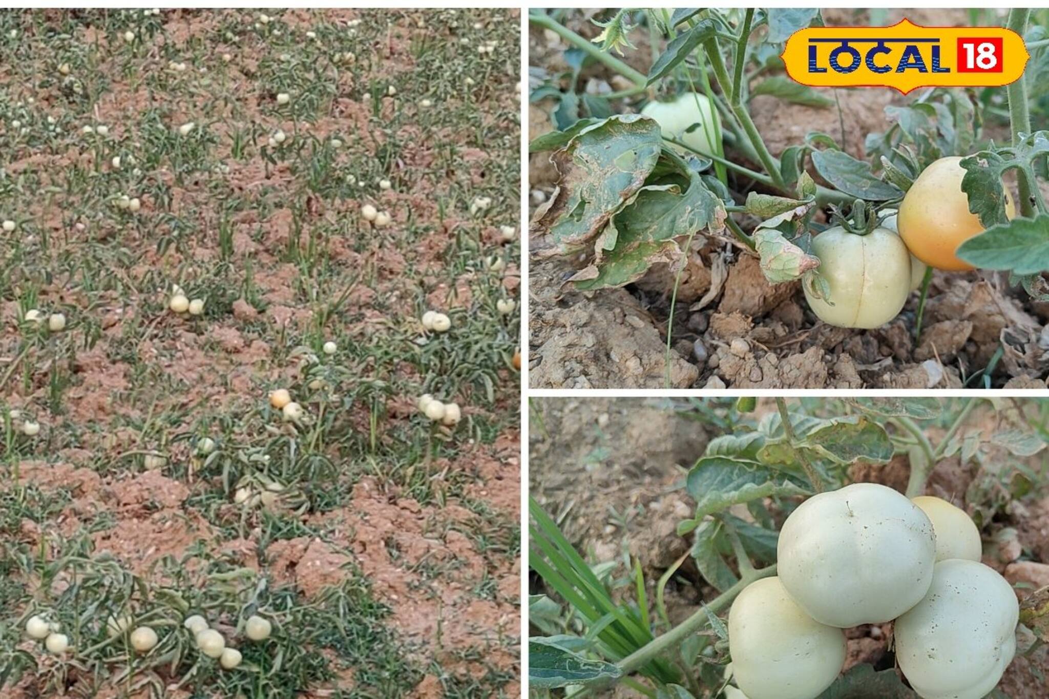 টমেটো চাষ করে মাথায় হাত চাষিদের, প্রতি কেজি বিকোচ্ছে পঞ্চাশ পয়সা থেকে এক টাকায়