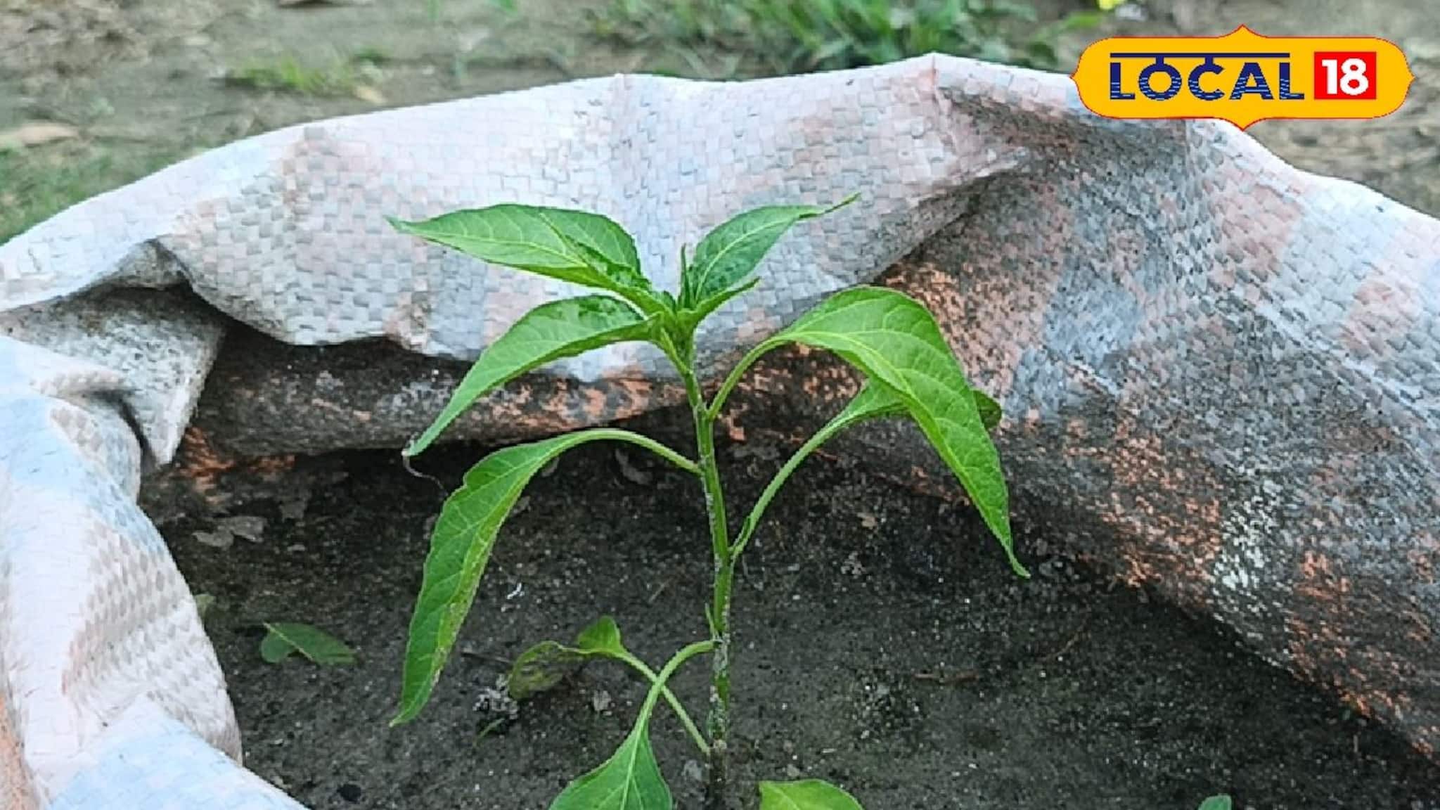 Money Making Tips: বস্তার মধ্যেই হবে লঙ্কা ও আদা চাষ! বিশেষ এই পদ্ধতিতে হবে বিপুল লাভ