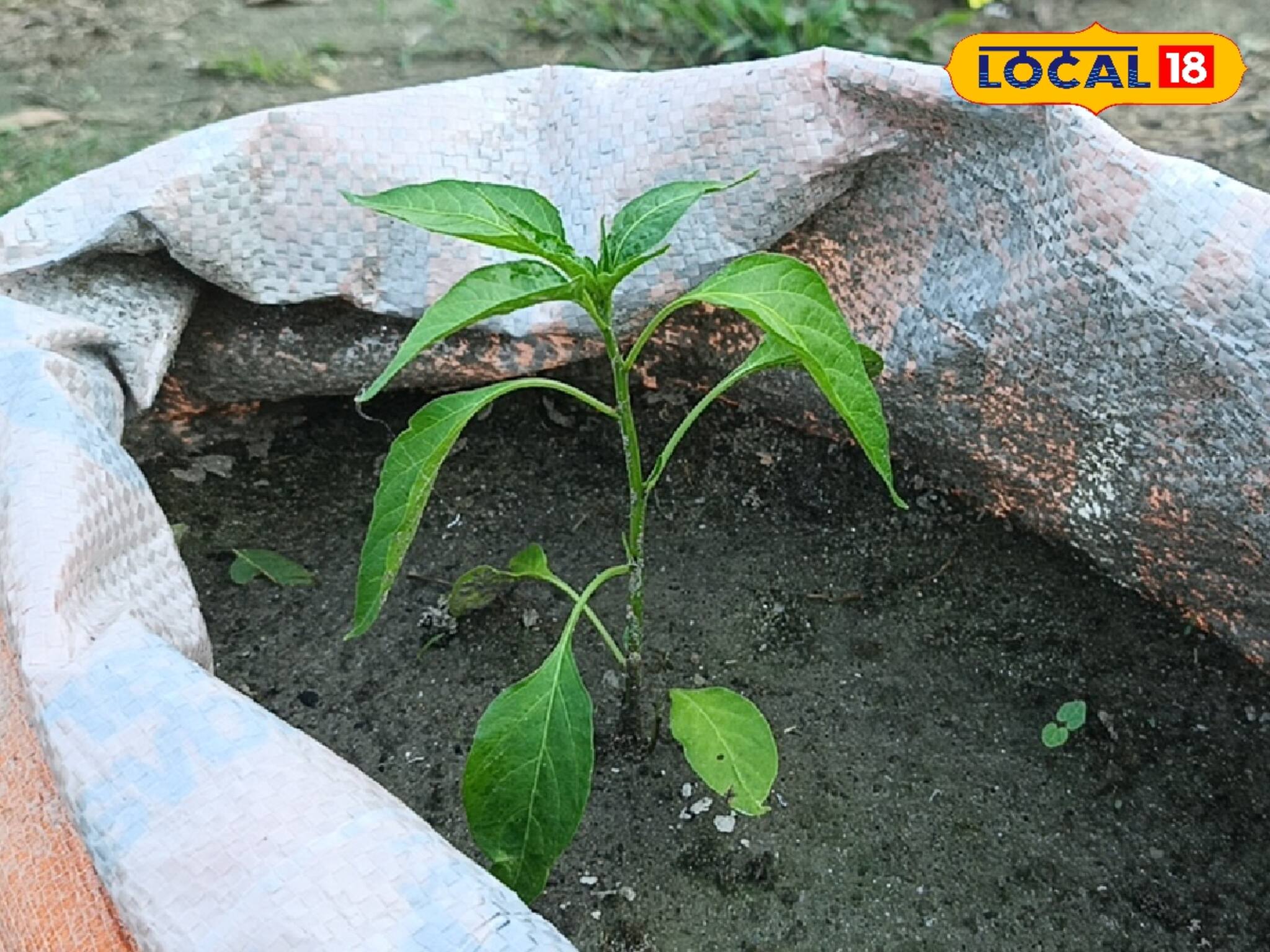 বস্তার মধ্যেই হবে লঙ্কা ও আদা চাষ! বিশেষ এই পদ্ধতিতে হবে বিপুল লাভ