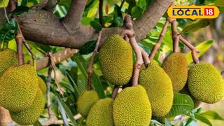 থাই কাঁঠাল 