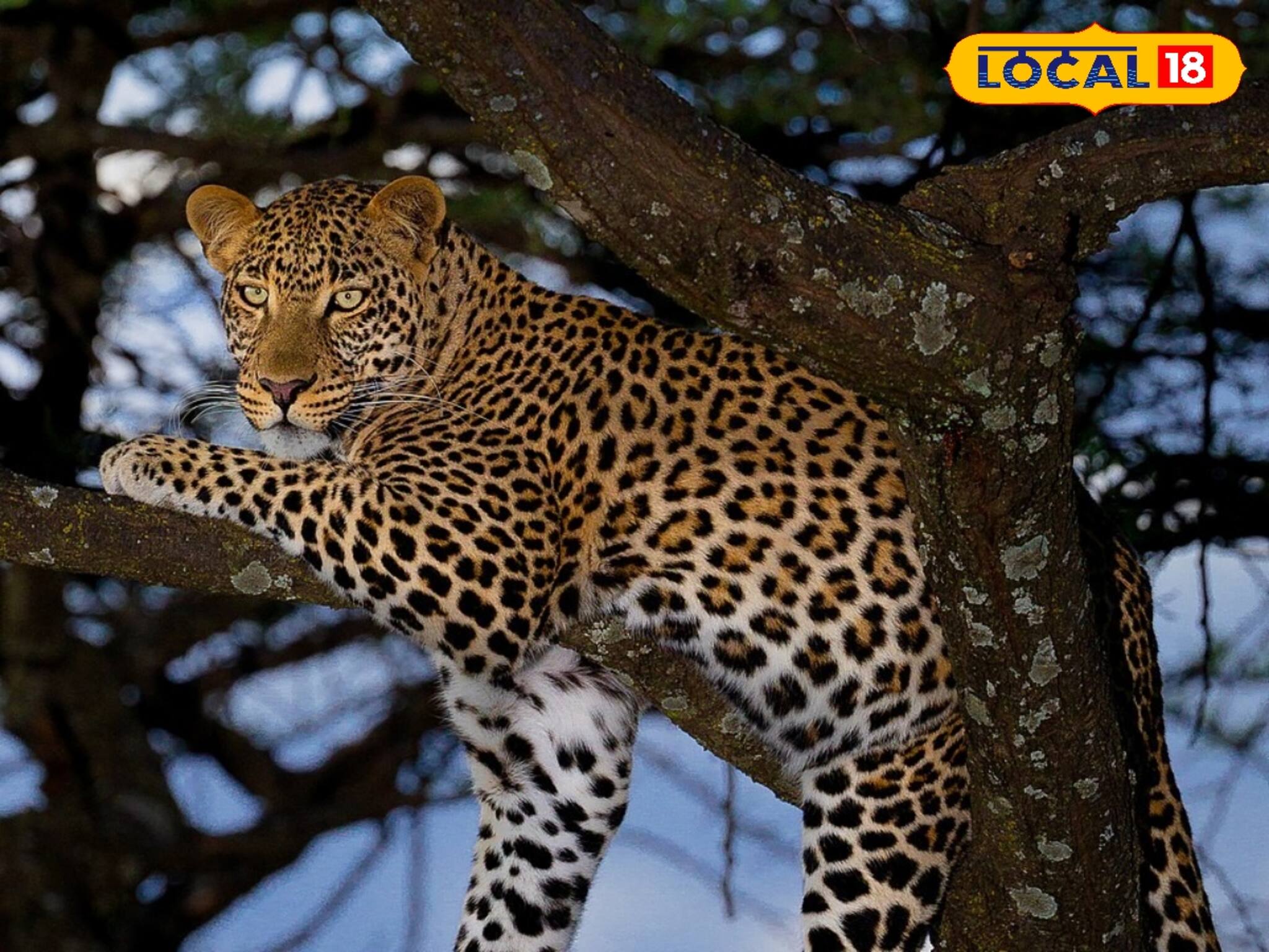 সকাল সকাল লেপার্ডের গর্জন! ঘুম ভাঙতেই বাসিন্দারা যা দেখলেন