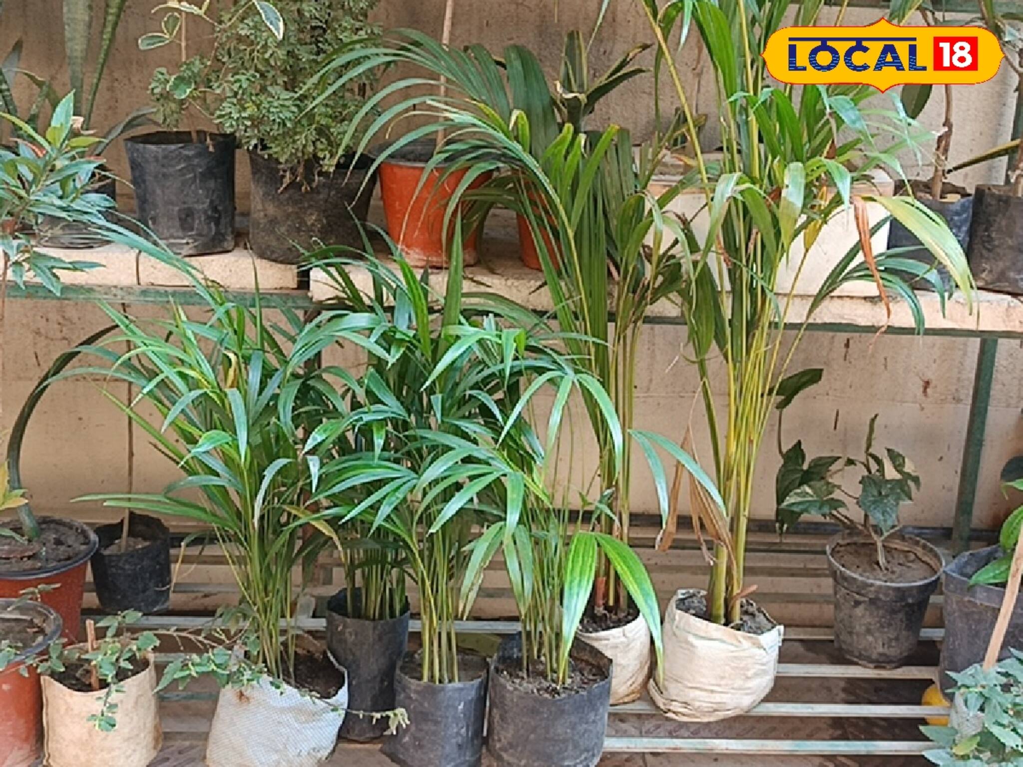 গরমে হাঁসফাঁস করছেন? এসি কেনার টাকা নেই? এই কয়েকটি ছোট্ট গাছ ম্যাজিকের মতো ঘর ঠান্ডা করে