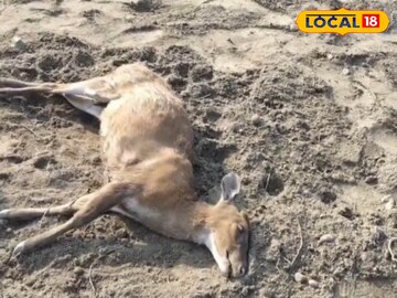 হরিণের মৃত্যু