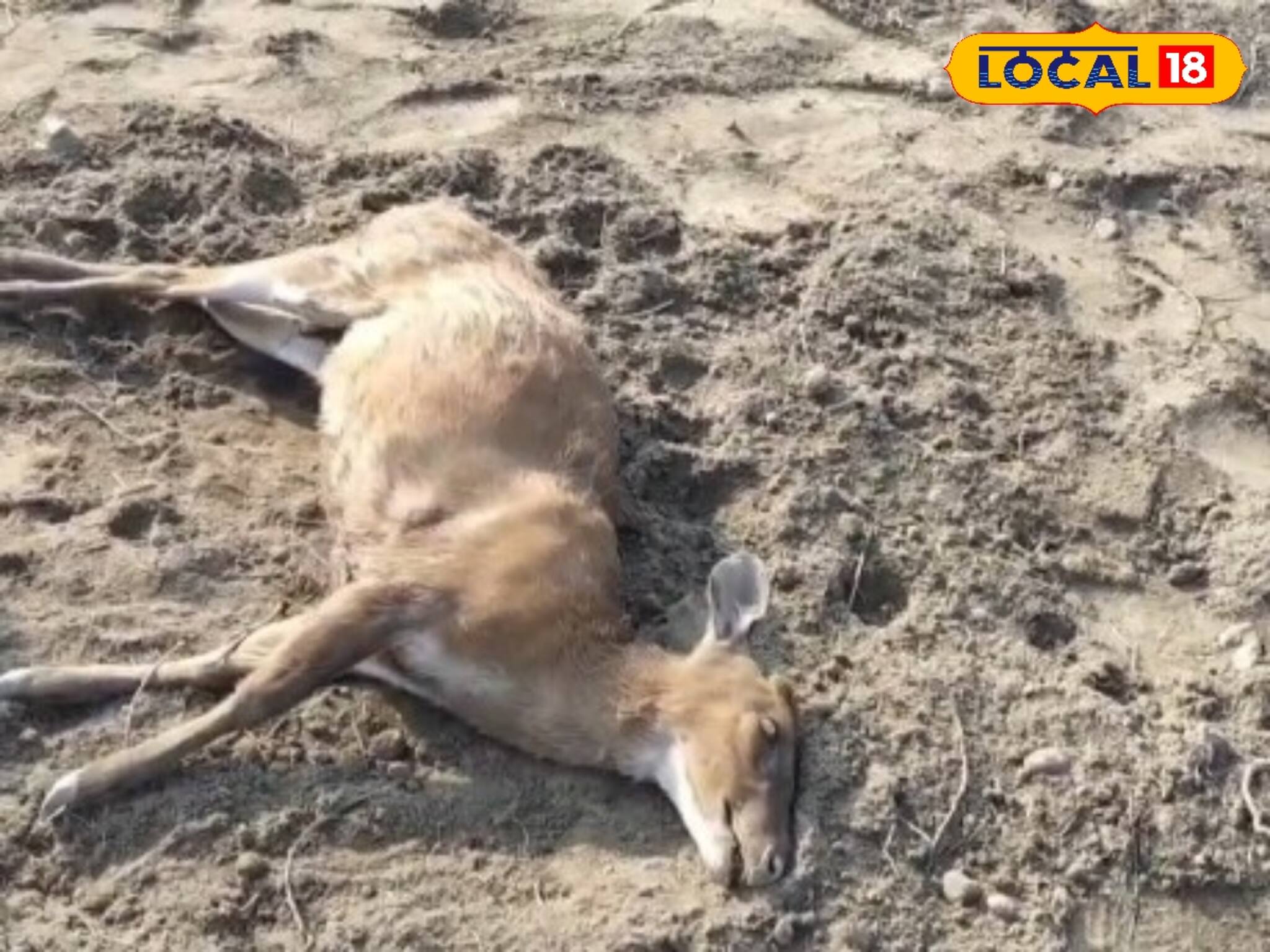 পথ হারিয়ে লোকালয়ে ঢোকাই হল কাল! কুকুরের কামড়ে মৃত্য়ু হরিণের