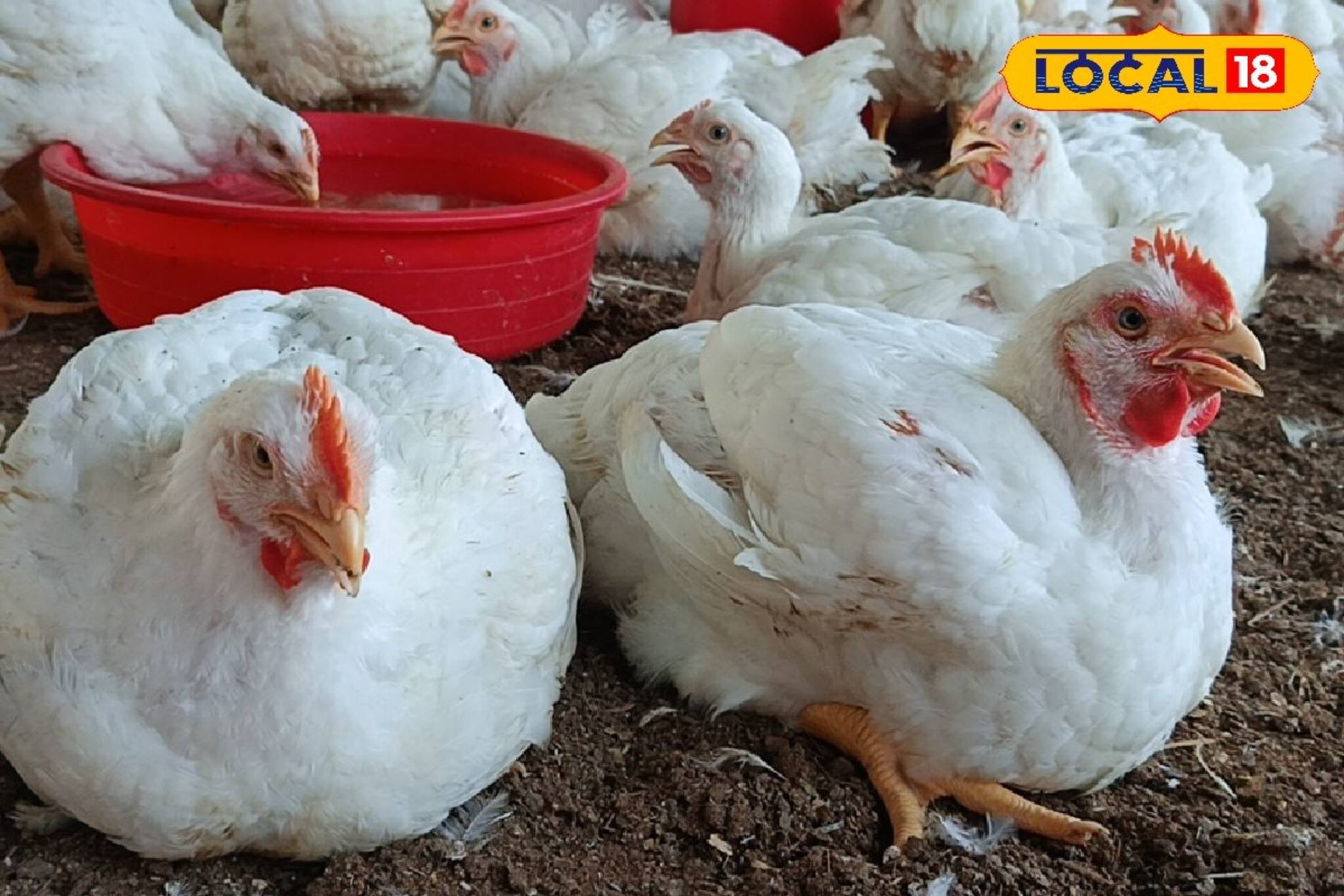 গরমে পোল্ট্রি মুরগি পালনে দিতে হবে বিশেষ নজর! খেয়াল রাখতে হবে এই বিষয়গুলিতে