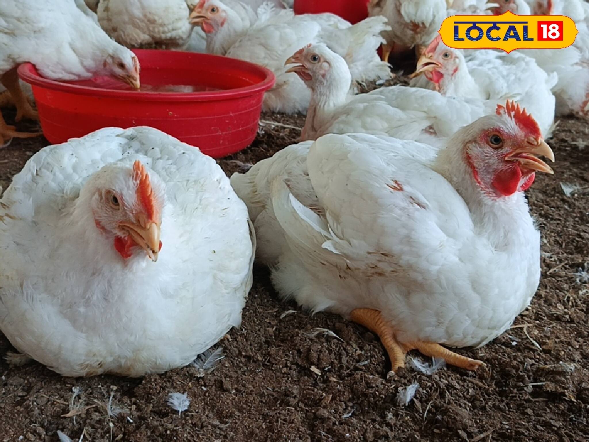 গরমে পোল্ট্রি মুরগি পালনে দিতে হবে বিশেষ নজর! খেয়াল রাখতে হবে এই বিষয়গুলিতে